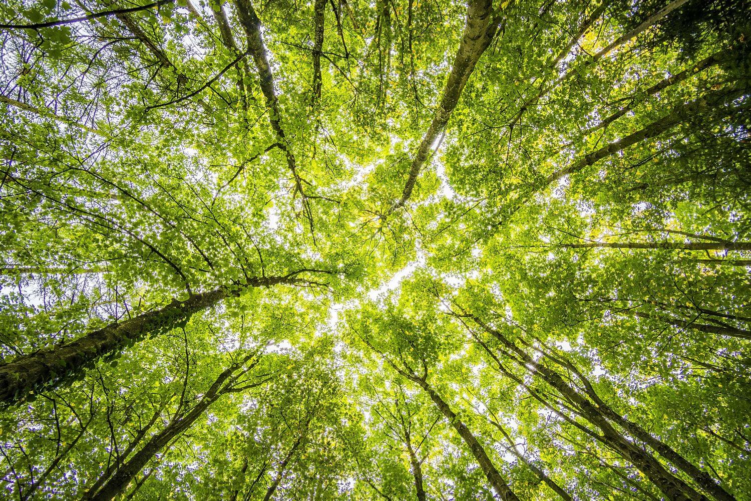bomen